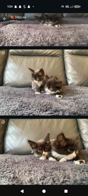 Cat Kittens