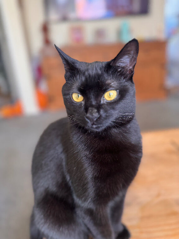 Family house cat