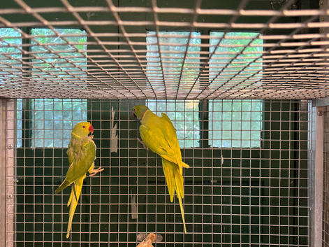 Pair mutation Ringnecks