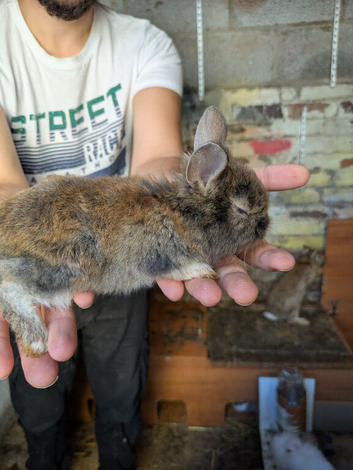 Baby rabbits