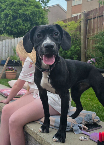 Labrador cross boxer