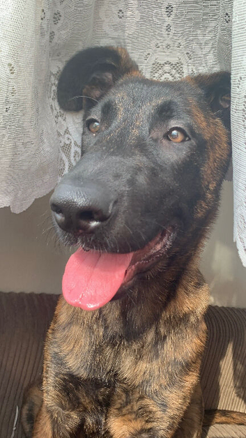 Spyro  needs a new home !!!