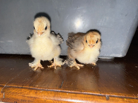 PEKIN CHICKENS