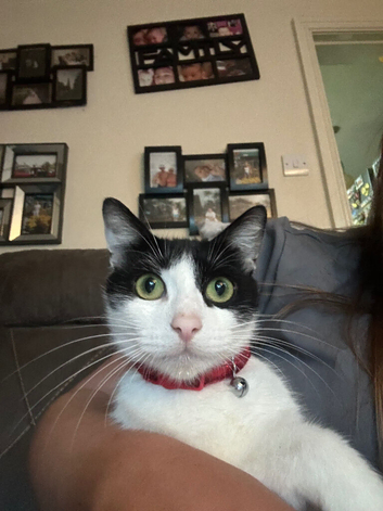 kittens