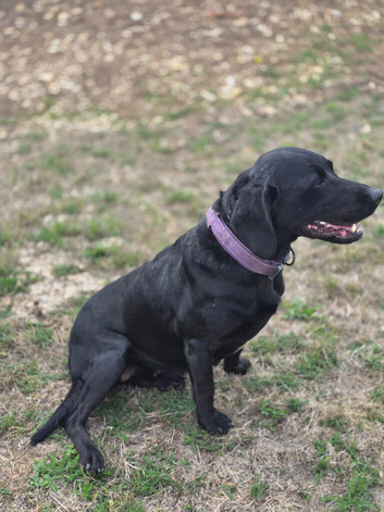 6 year old black lab female