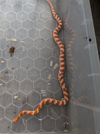 Amel female scaled corn snake (het scaleless)