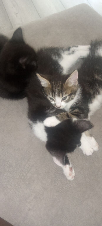 Kittensss