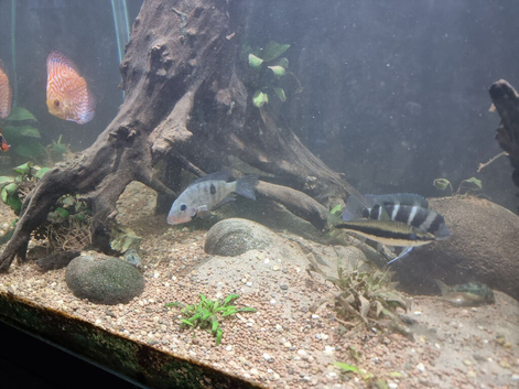 Various fish for sale