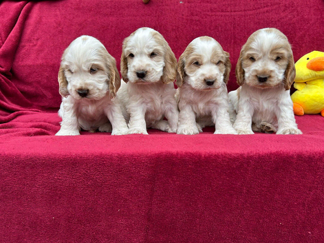 Show type cocker spaniel pups