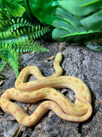 Meeka Albino Sonoran Gopher Snake at Birmingham Reptiles