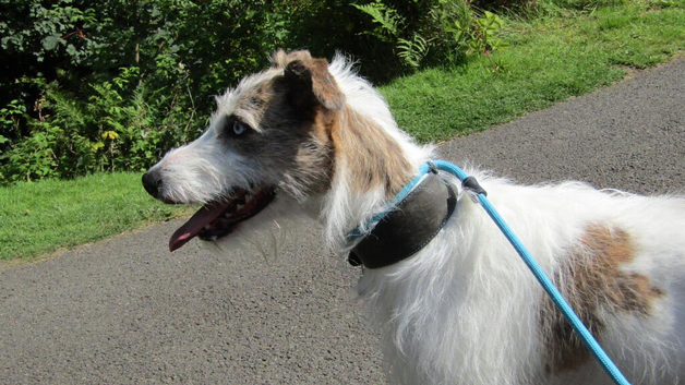 Wheaton bull grey lurcher