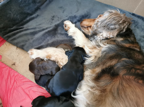 KC registered show cocker spaniels