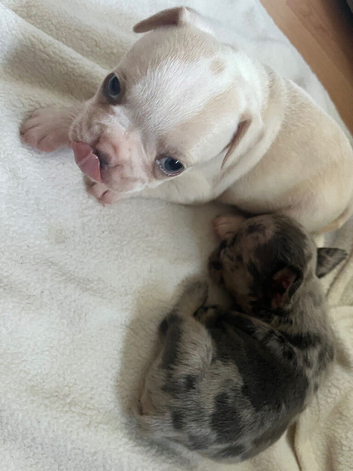 French bulldog puppies ready now for new family