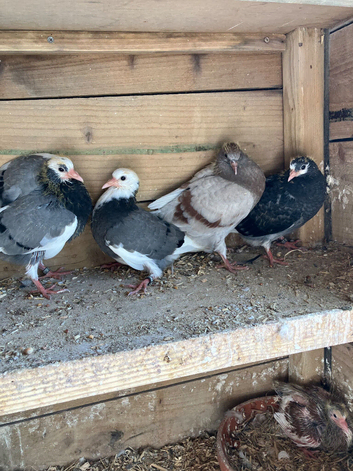 Young rollers for sale
