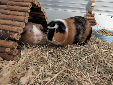 Two lovely boy guinea pigs