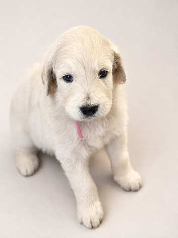 Goldendoodles available