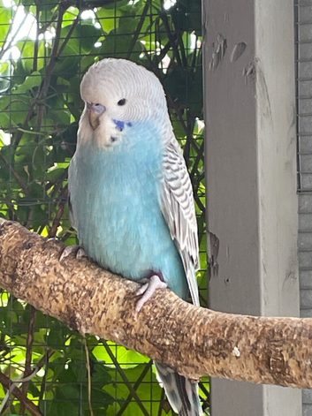 Baby budgies