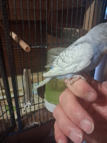 Budgie