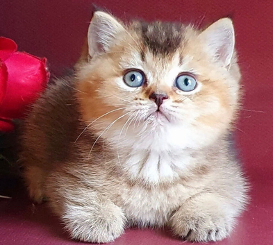 READY TO RESERVE Stunning golden shaded male British shorthair kitten