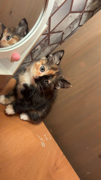 Female kitten for sale