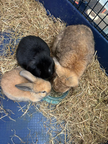 Two Gorgeous Mini Lop Babies