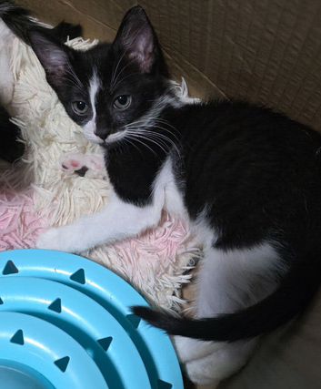 LAST FEMALE KITTEN out of a litter of 10! Almost 12 weeks old, Microchipped and ready to leave!