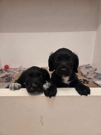 Cocker Spaniel Girls