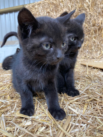 2 gorgeous black kittens
