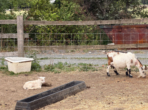 4 Pigmy nanny&rsquo;s in kid, 1 pigmy nanny & kid at foot