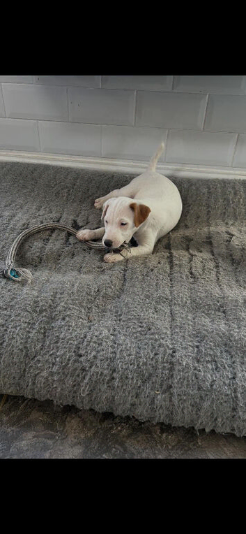 Jack Russell Puppies for Sale
