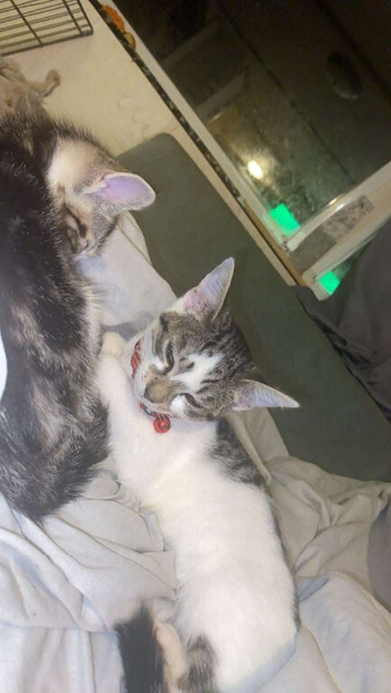 hazel