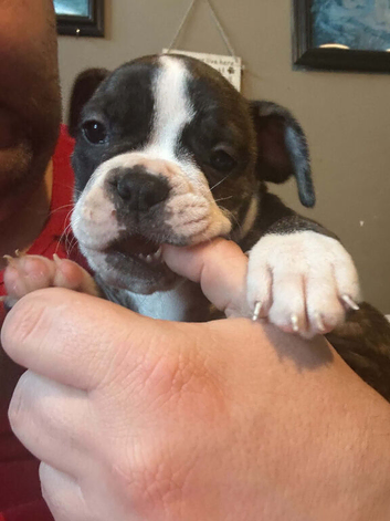 Blue blood American bulldog