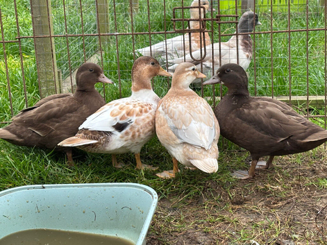 Call Duck pairs various prices