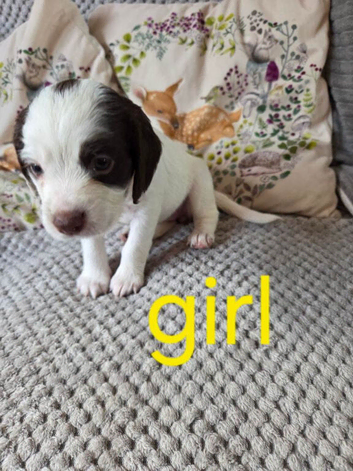 Beautiful Cocker Spaniel Puppies &ndash; Ready for Loving Homes