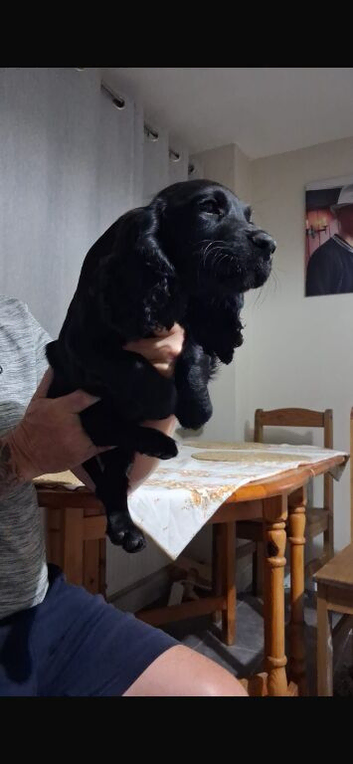 Cocker Spaniel