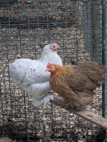 Trio of pekin bantam hens