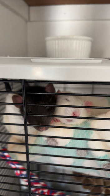 2 male 5 month old rats.