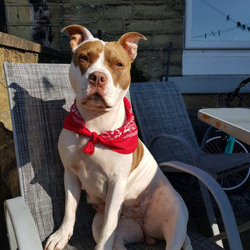 Dotty is needing a beautiful stud, for her first litter!