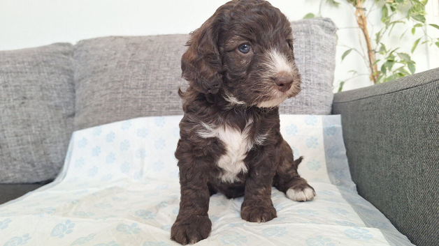 Three beautiful cockapoo puppies (one sold)