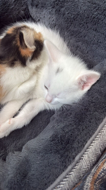 3 male kittens