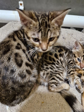 Bengal kittens