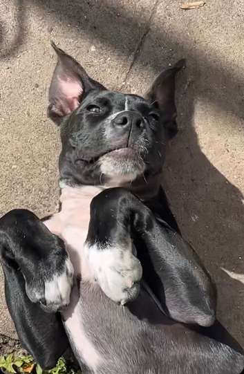 Presa canario x Cane corso 6month old male