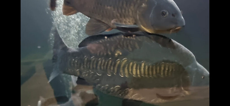 Carp for sale