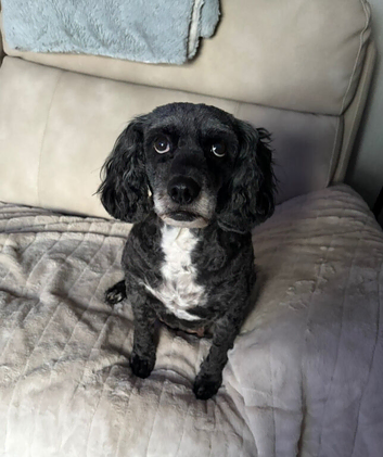 8 year old Cockapoo female