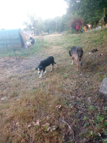 3 Welsh Sheepdog Male Pups for sale