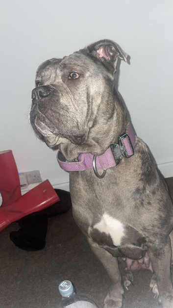 Ada Merle cane corso LOOKING FOR STUD