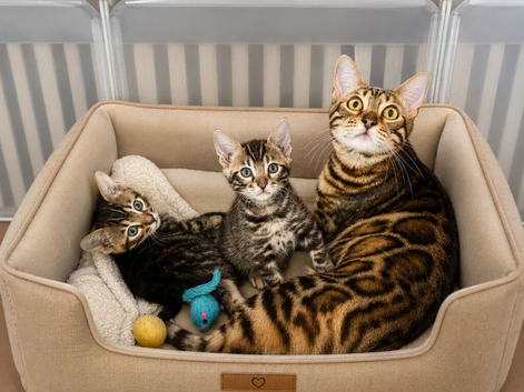 Tica Bengal kittens