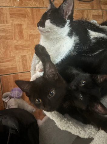 10 week old female kittens ready now 3 left to go