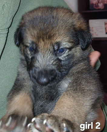 German shepherd pure bread pups