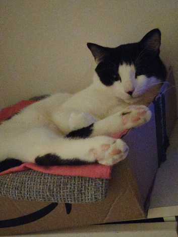 Needs Rehoming ASAP